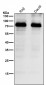 Anti-CD36/Sr B3 Rabbit Monoclonal Antibody